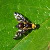 Euleia heraclei